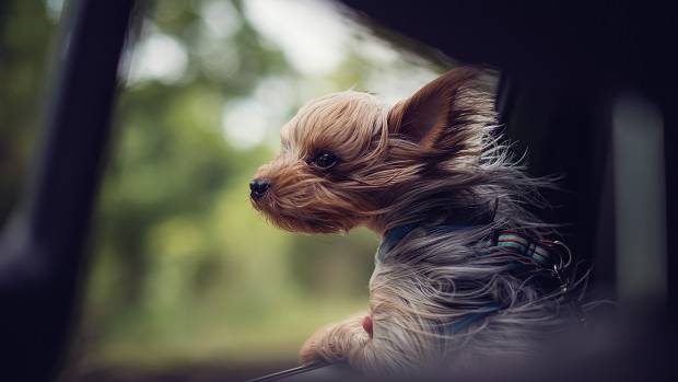 Travelling with a Dog